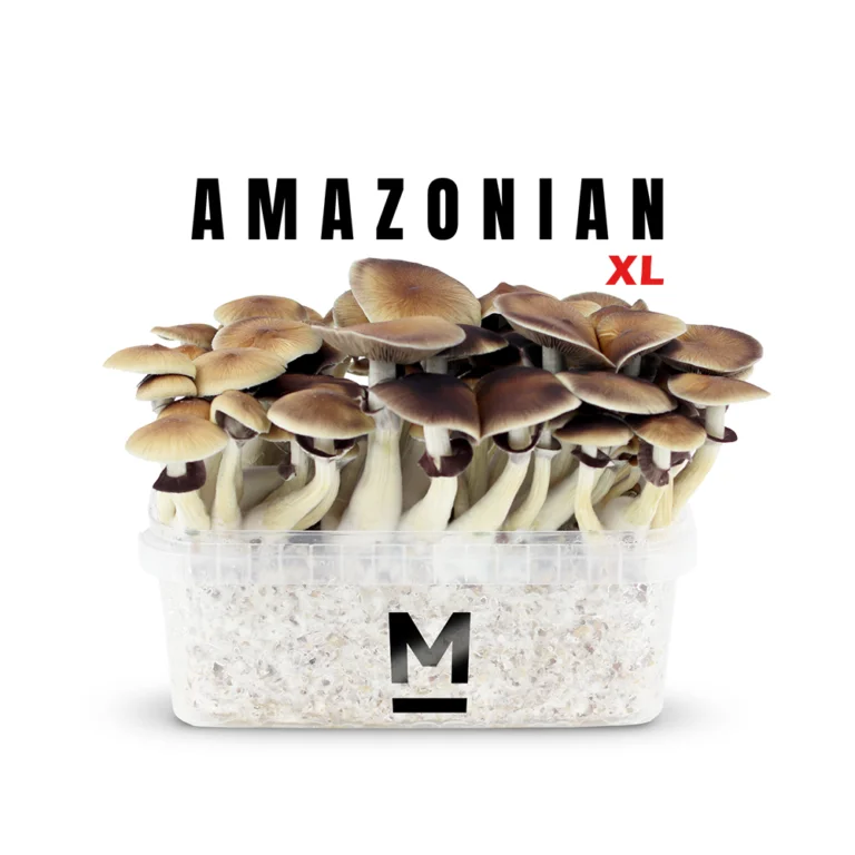 Amazonian magic mushrooms XL by Mondo®