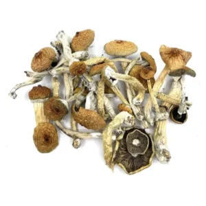 Buy Blue Meanies – Powerful Psilocybin Mushrooms