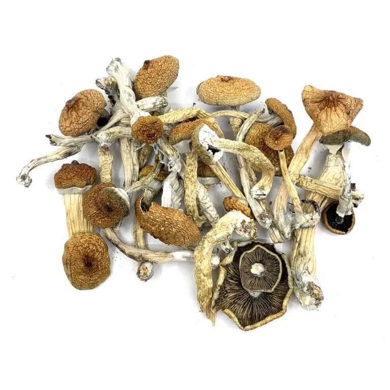Buy Blue Meanies – Powerful Psilocybin Mushrooms