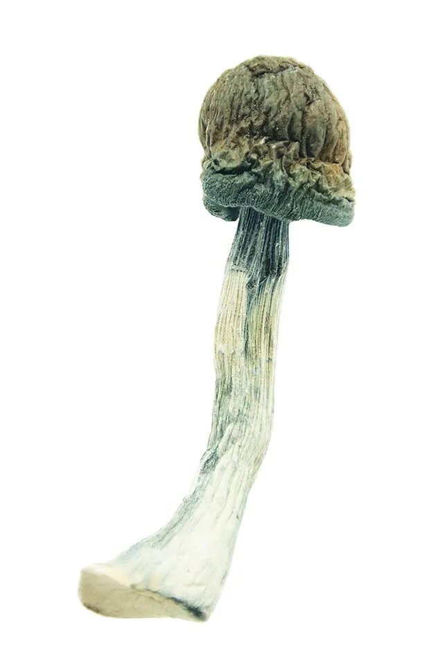 Blue Meanies Magic Mushrooms - Image 2