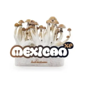 Mexican mushrooms