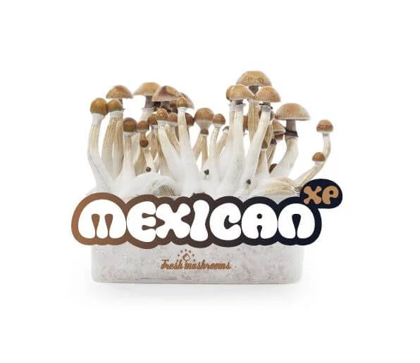 Mexican mushrooms