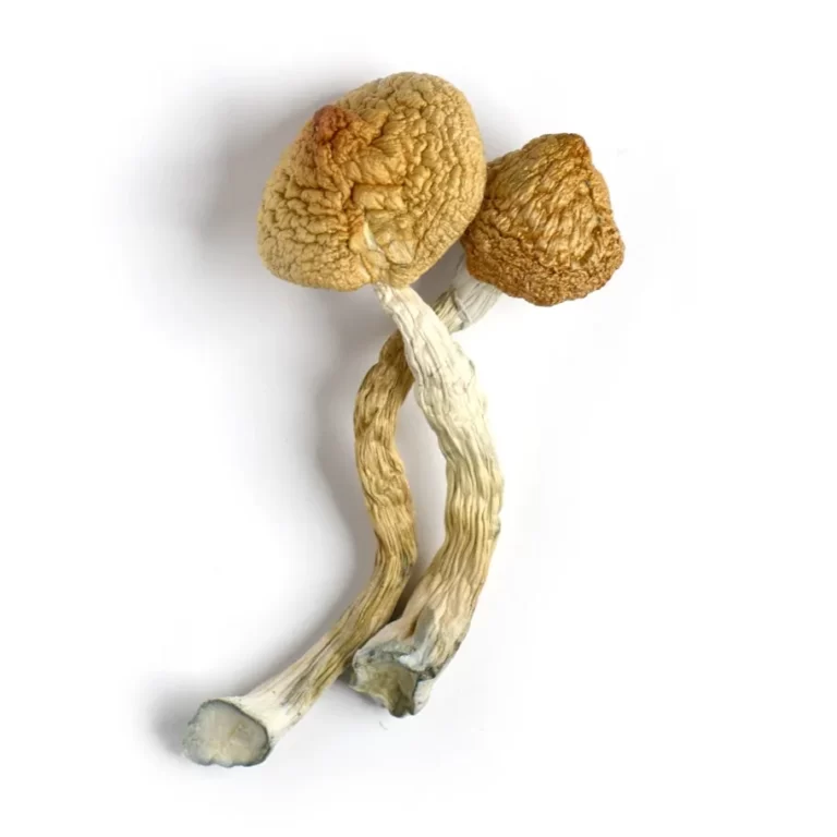 Buy Golden Teacher Dried Mushrooms – Premium Psychedelic Mushrooms