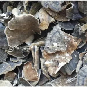 How To Cook Turkey Tail Mushrooms