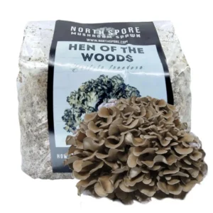 Buy Hen Of The Woods – Premium Gourmet Mushrooms