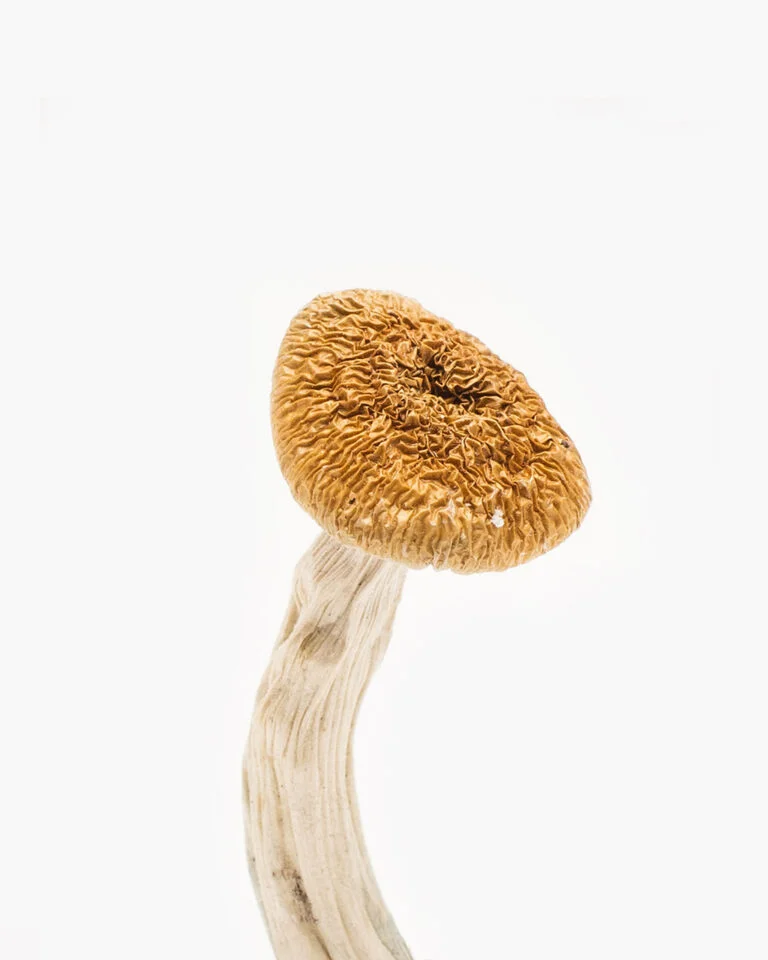 Nepalese Chitwan – Premium Psilocybin Mushroom Strain for Exploration