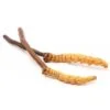 Where to buy cordyceps mushroom - Image 2