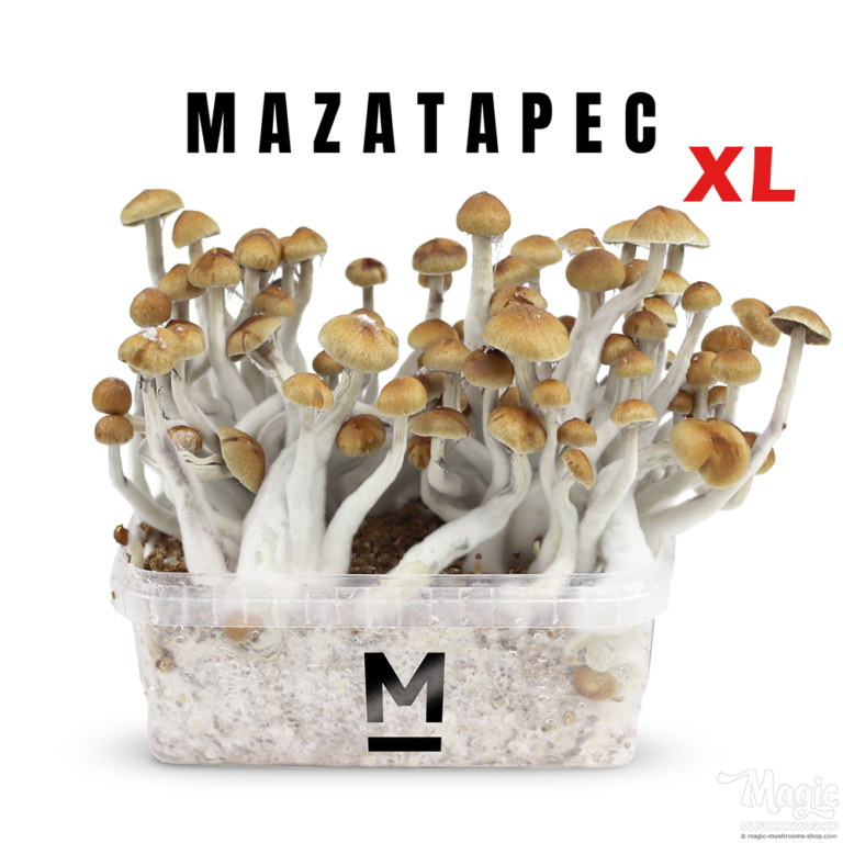 Mazatapec Mushrooms Spores