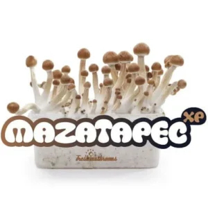 Mazatapec Mushrooms