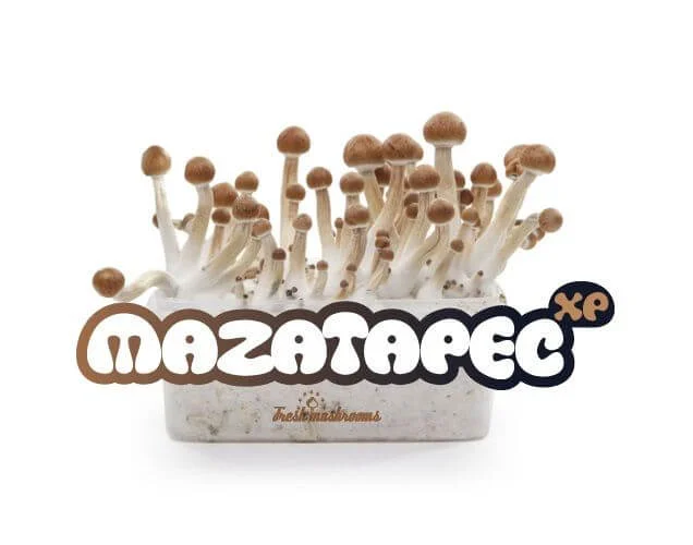 Mazatapec Mushrooms