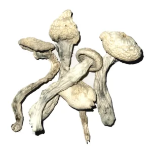 Albino Penis Envy – Premium Psilocybin Mushroom Strain