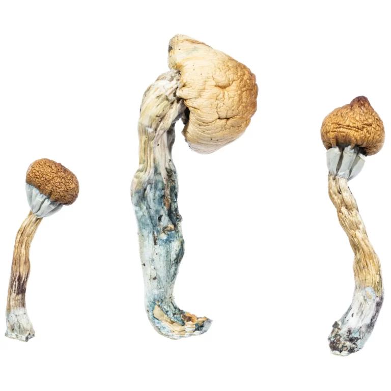 Penis Envy Mushroom – Premium Psilocybin Strain for Deep Insight