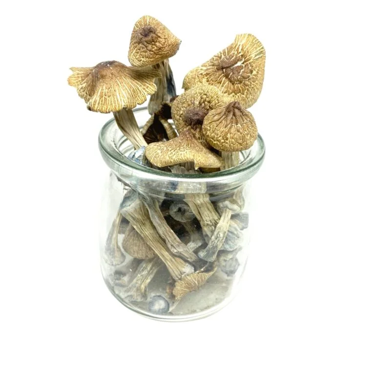 Tri-coloured Ecuadorian Mushrooms – Premium Potent Strain for Mindful Exploration