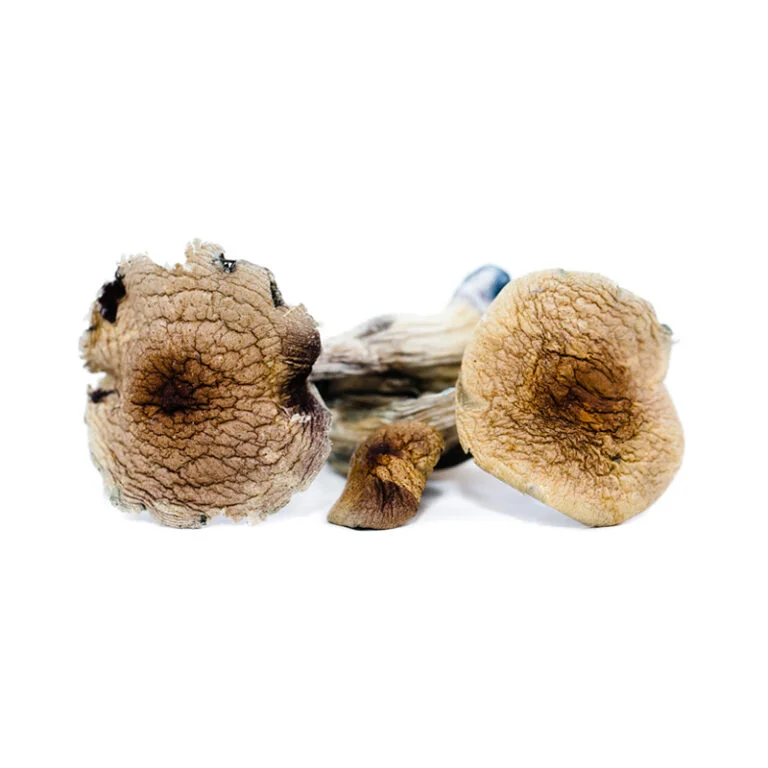 Vietnamese Magic Mushrooms – Potent & Uplifting Experience