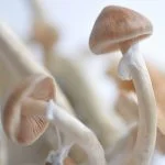 Golden Teacher Mushroom Spores - Image 3