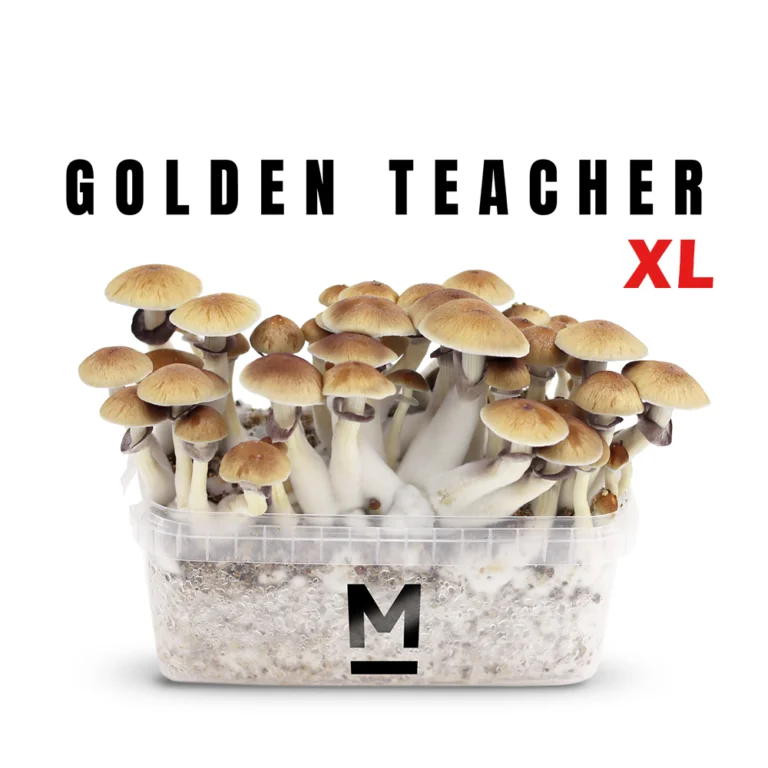 Mushroom Spores Golden Teacher